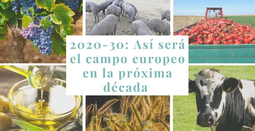 Más producción de aceite de oliva y bajada drástica de la carne: así será la agricultura europea