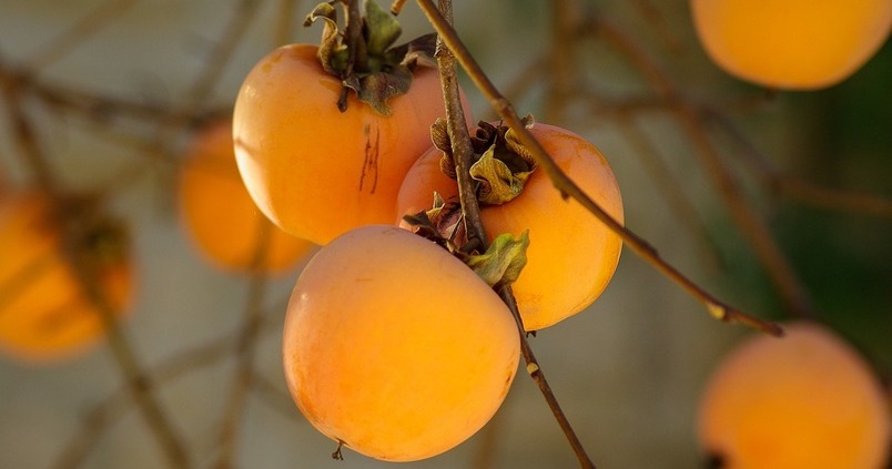 Se reducirá hasta un 50% la cosecha de caqui en España en esta campaña
