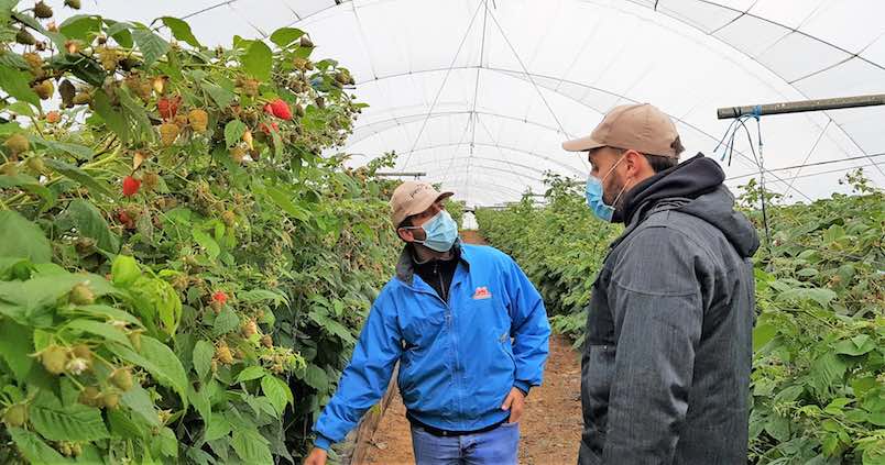 De Oviedo a Huelva, el «Erasmus agrario» llega a los frutos rojos