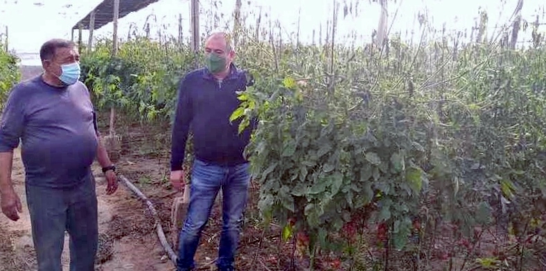 Las heladas dañan más de 100 hectáreas en el Campo de Níjar