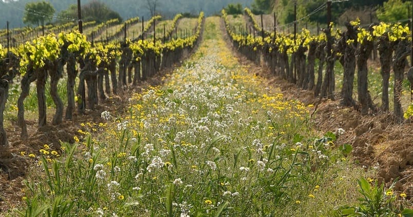 Planas pide «coherencia» a la Comisión Europea para que se renueve la autorización del glifosato