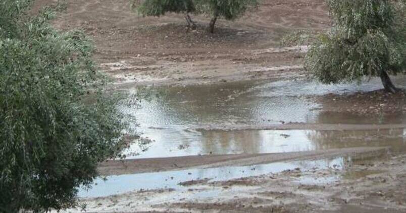El Covid-19 impulsa la teleperitación de siniestros agrarios