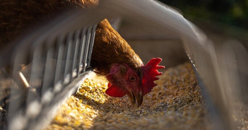 El sector del pollo «contra las cuerdas»: los precios en origen se desploman un 70%