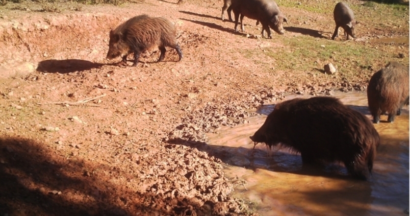 Estudian el contagio de tuberculosis entre cerdos y animales salvajes en las dehesas