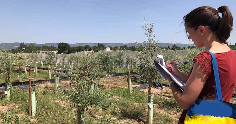 Identifican genes del olivo resistentes a la letal «seca»