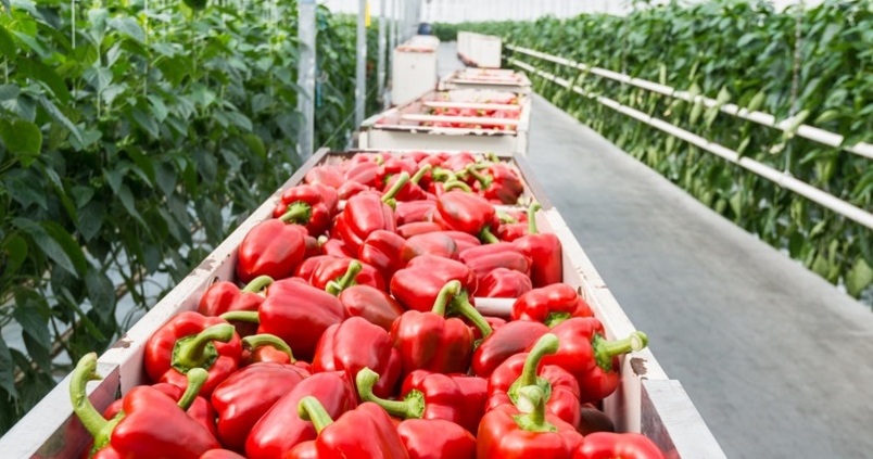Pimientos-exportaciones-frutas