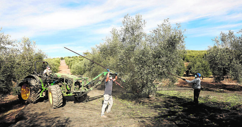 aceituna