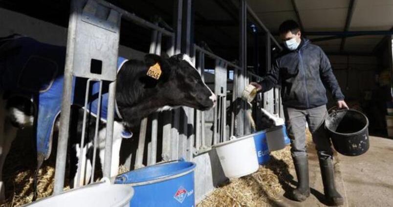 ganadero-vacuno-cordoba