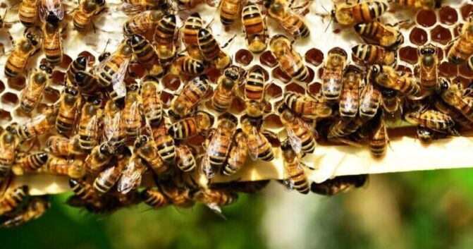 Amparo Martín: «Esta situación está poniendo en riesgo la sostenibilidad de nuestros apicultores»