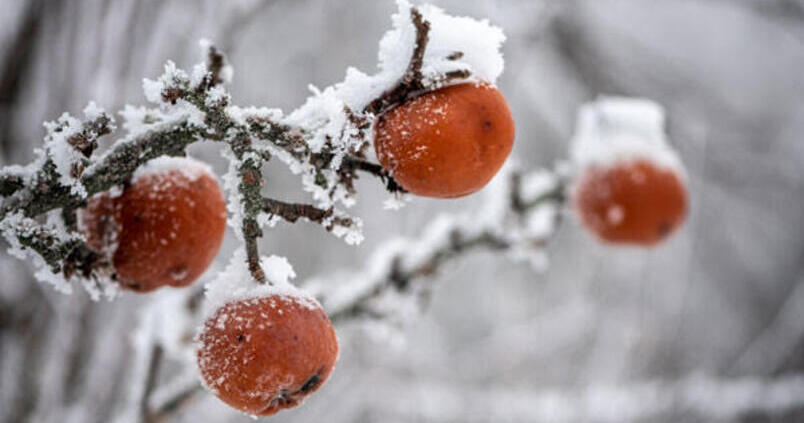 Las indemnizaciones por los siniestros en el campo alcanzarán los 461 millones de euros en 2021