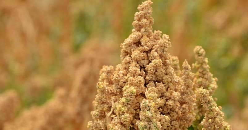 quinoa-asaja-sevilla