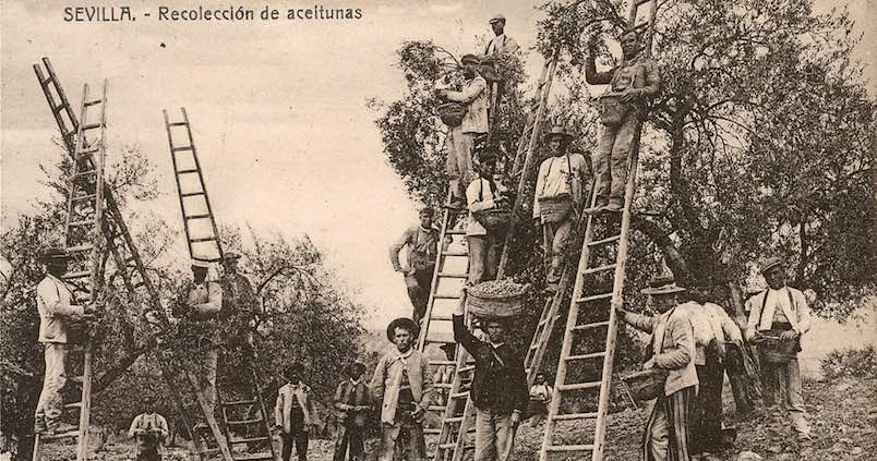El olivar, el cultivo que ha marcado la historia de Andalucía y aspira a ser Patrimonio Mundial