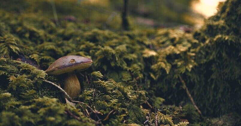 Identifican las cualidades nutricionales de 18 especies de setas silvestres de Andalucía