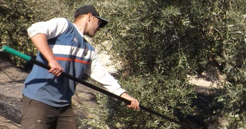 La DO Sierra Mágina cerrará la campaña con «mínimos históricos» de aceite de oliva