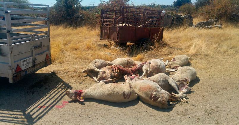 Los ganaderos anuncian movilizaciones contra la decisión del Gobierno de proteger al lobo