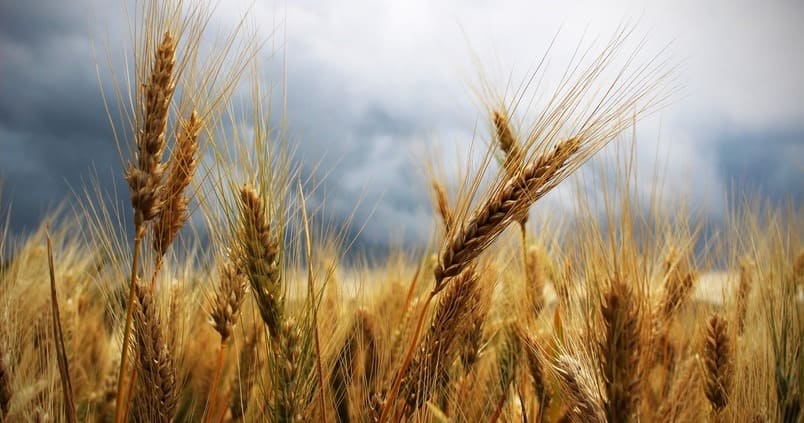 cereales-trigo-campo