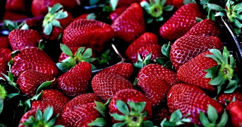 ¿Cómo cultivar fresas? Guía sobre cómo plantarlas y evitar plagas
