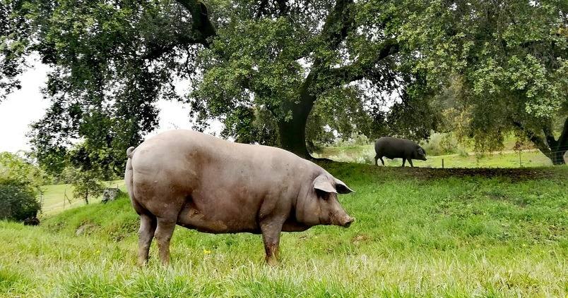 De lo bueno, lo mejor