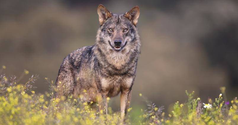 Los ganaderos cordobeses también miran con temor al lobo