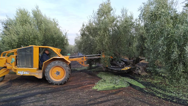 Las cooperativas andaluzas participarán en un proyecto europeo para lograr nuevos sistemas agrícolas sostenibles