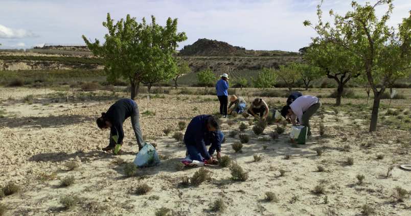 tomillo-almendro-diverf