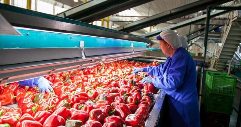 El mercado africano y las producciones ecológicas, el futuro de la cooperativa almeriense Vicasol