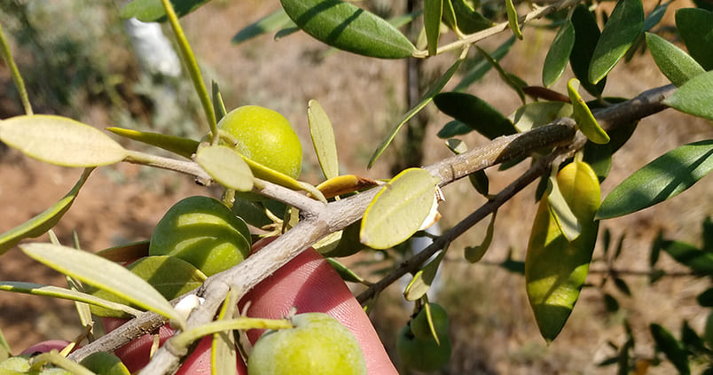 Inteligencia artificial sevillana para mejorar la gestión de plagas del olivar