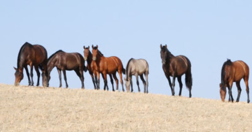 Aumenta el censo nacional de equinos de pura raza española