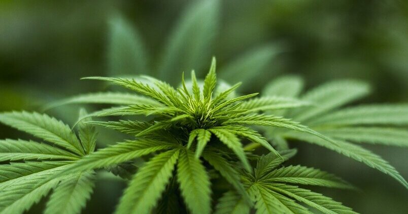 La fiebre por el cáñamo: su cultivo se multiplica por ocho en los últimos cinco años