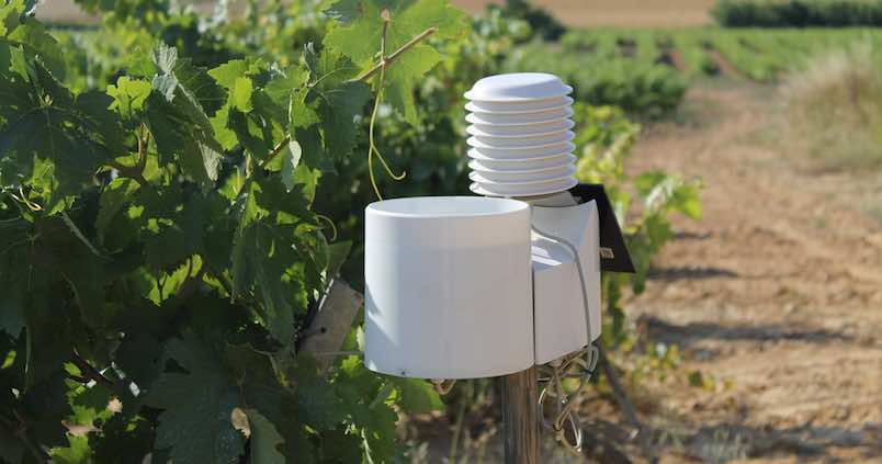 Innovación de la mano de BASF: cómo gestionar el viñedo desde el móvil