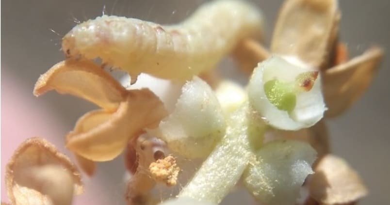 La polilla del olivo comienza a hacer mella en el olivar andaluz