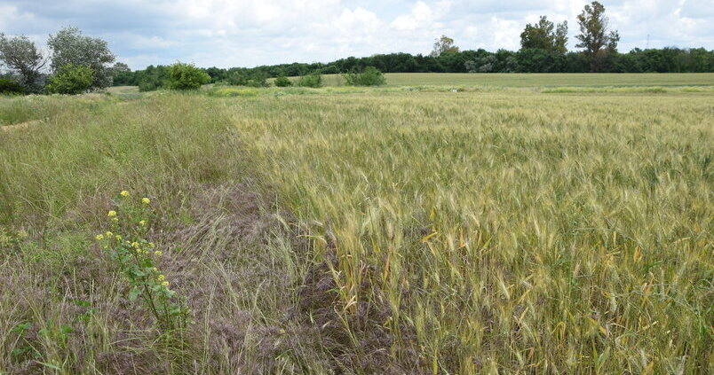 ¿Cuántas hectáreas tiene la explotación media en España?