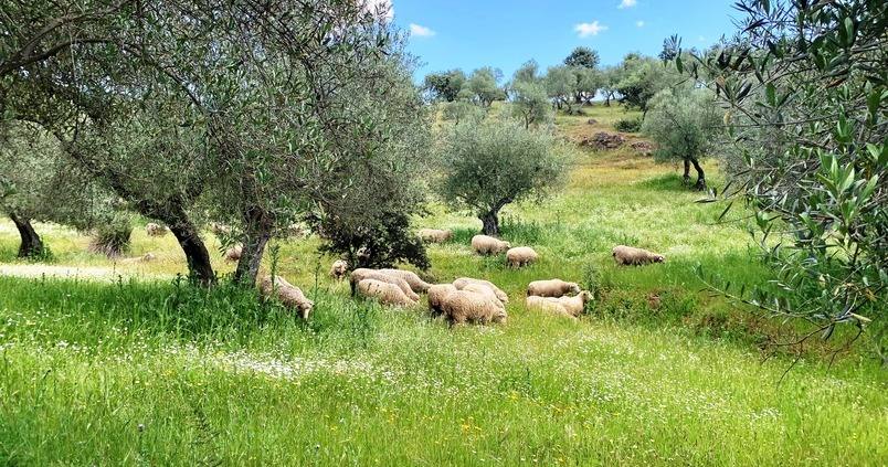 Todo son ventajas: consumir carne de ovino y caprino también ayuda a prevenir incendios
