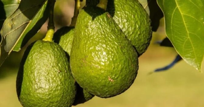 La sequía golpea a los subtropicales malagueños, que sufren pérdidas millonarias