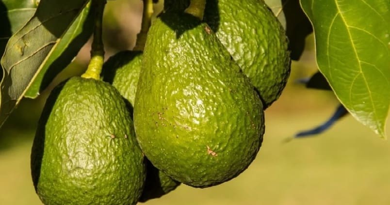 aguacate
