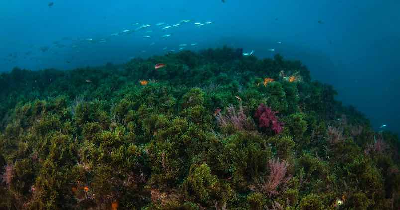 Algas invasoras como biofertilizantes para el campo andaluz