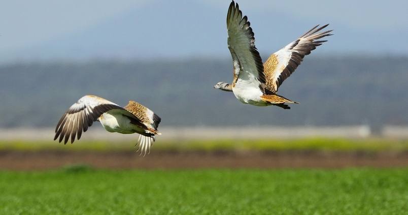 Los agricultores cerealistas en zonas Zepas tendrán una ayuda de las fotovoltaicas