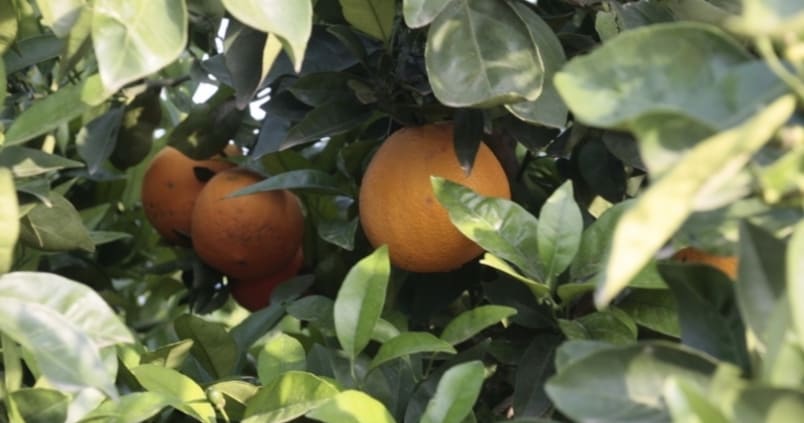 Autorizado el uso de «Tau-fluvalinato 24%» para combatir el mosquito verde en cítricos y otros cultivos