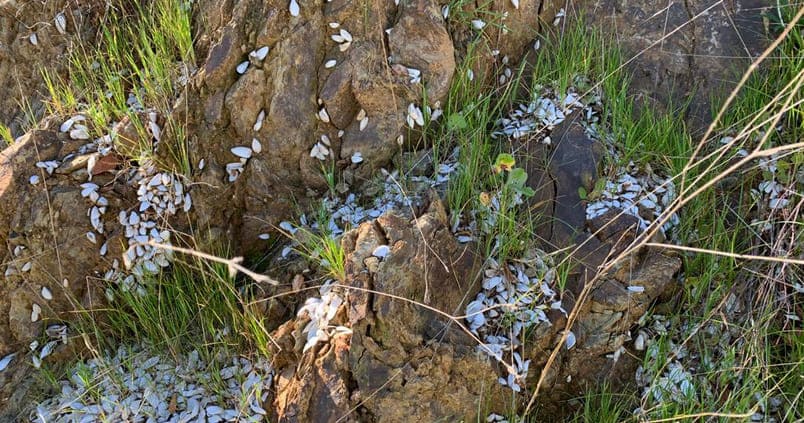 La falta de lluvias reduce la presencia de especies invasoras en el regadío
