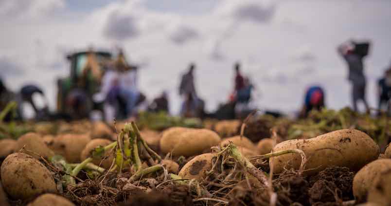 Crecen un 600% las importaciones de patata de Egipto, la gran amenaza para el sector