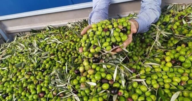 Moisés Caballero Páez: «Debemos invertir más en difundir los beneficios del aceite de oliva»