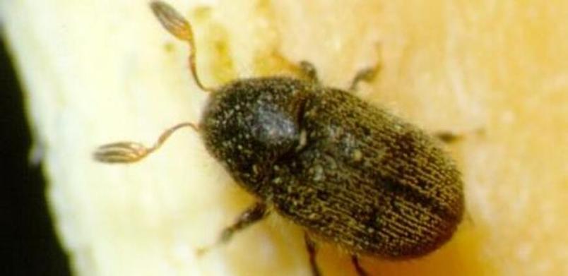 El olivar andaluz, en peligro: Comienza la salida de adultos de barrenillo de los restos de poda