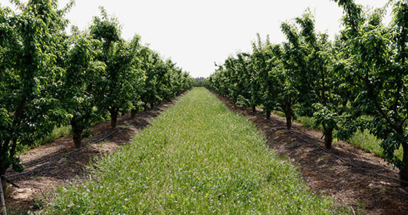 La fruta de hueso escaseará este verano