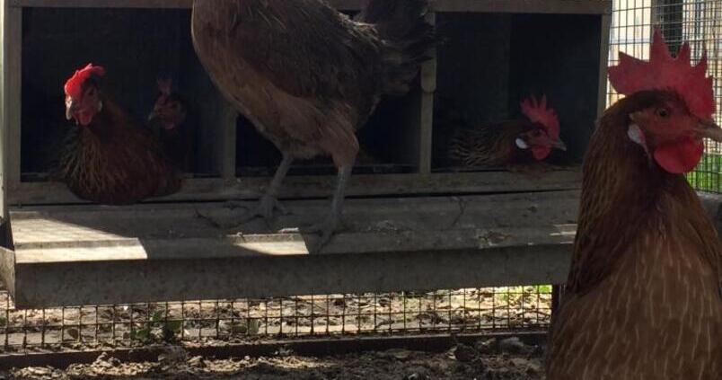 gallina-utrerana-ave