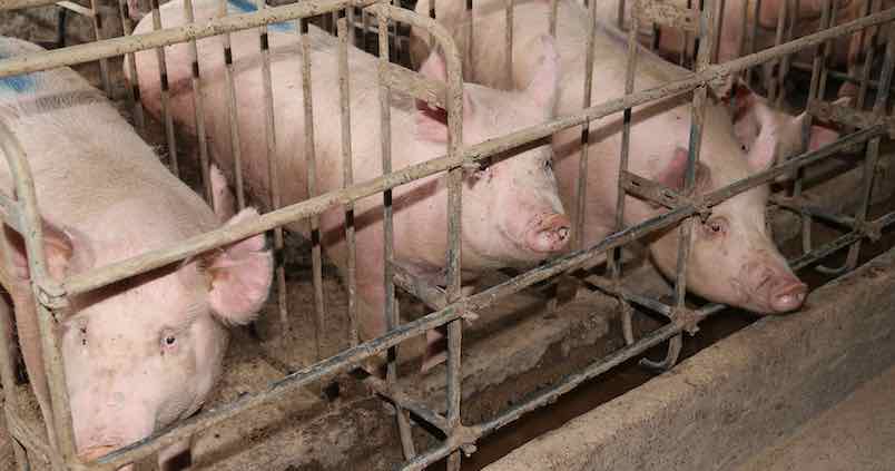 La cría de animales en jaula en la UE podría prohibirse en 2027