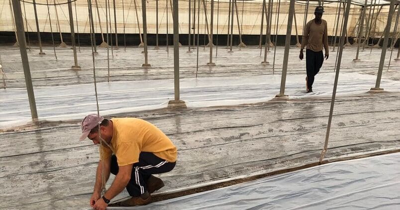 ¿Cómo conseguir una buena solarización en los invernaderos?