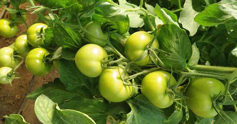 Andalucía pedirá información a la UE sobre los contigentes de países terceros para evitar «competencia desleal»