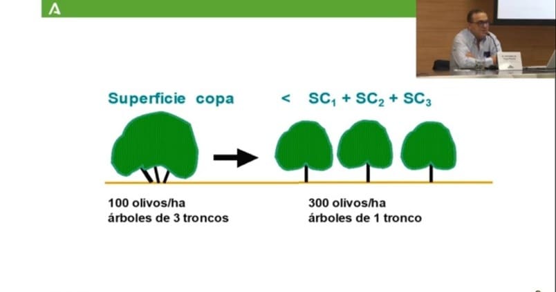 Olivar