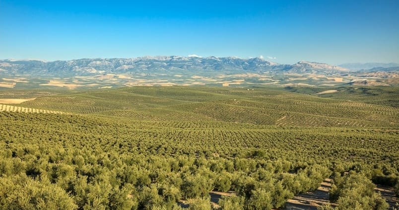 La candidatura del Paisaje del Olivar Andaluz no obligará a inscribir las fincas agrícolas como Patrimonio Histórico