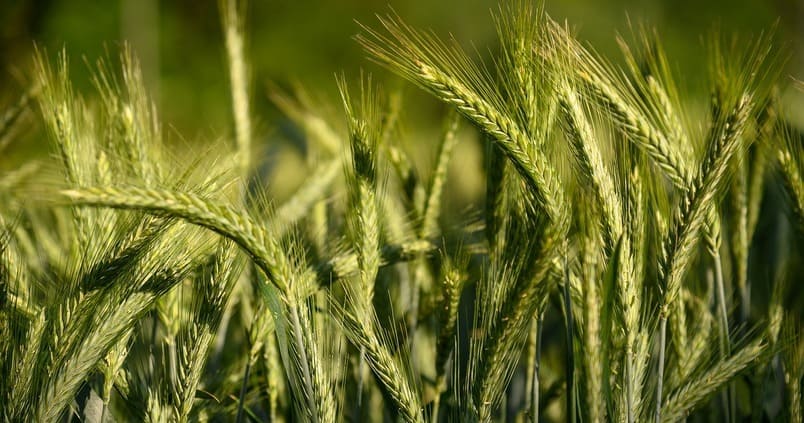 Mejoran las previsiones de rendimiento de la cebada y se superará la media de los últimos cinco años
